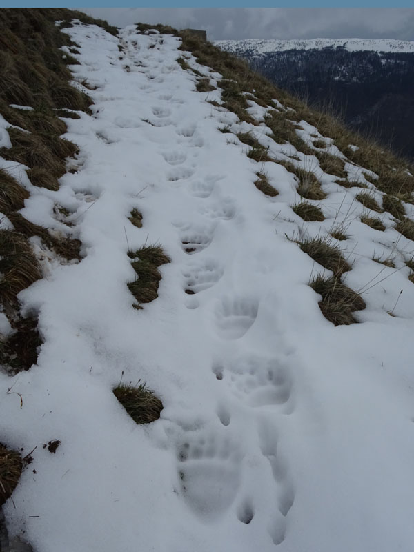 orme di orso su neve.......(Ursus arctos)